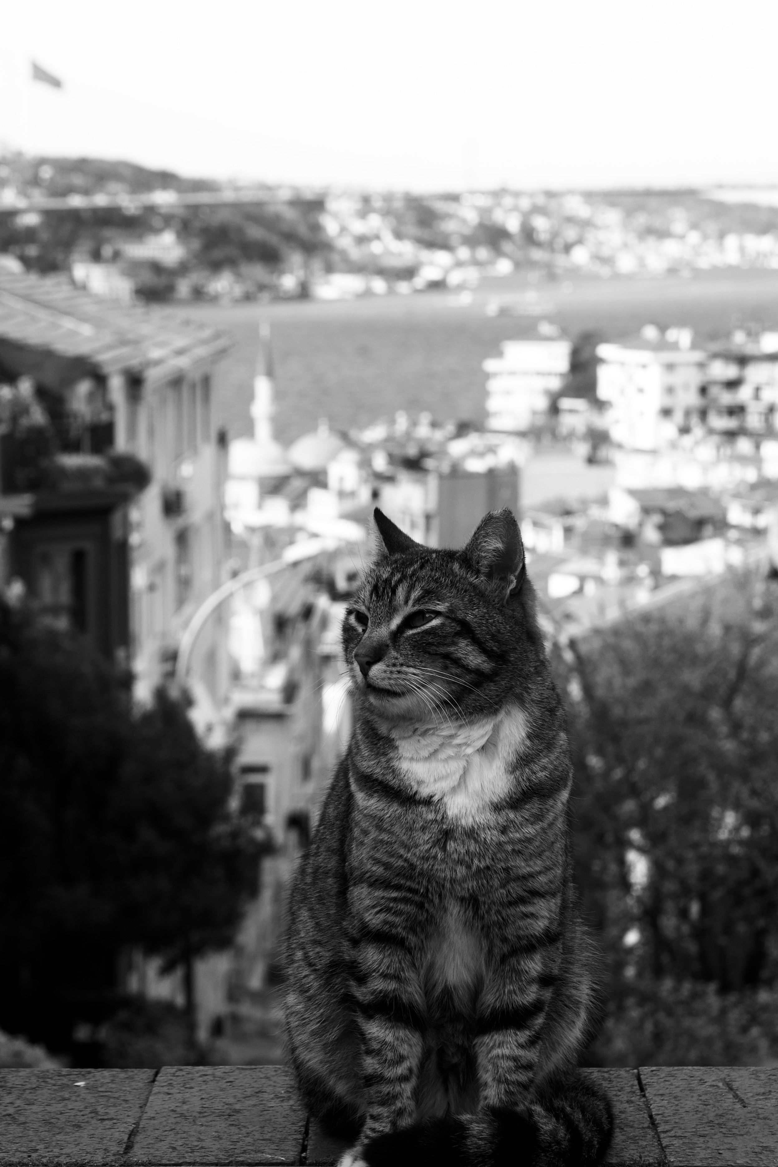 Black and white photo of a tabby cat with a city view in the background.
