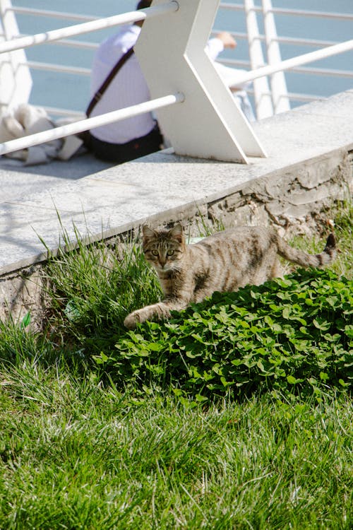 A cat is walking on the grass near a body of water