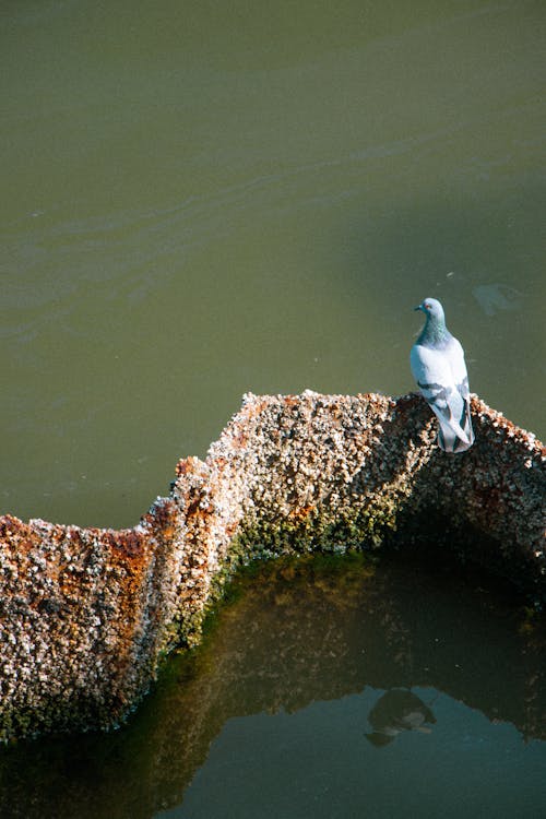 Gratis stockfoto met dierenfotografie, duif, gebied met water