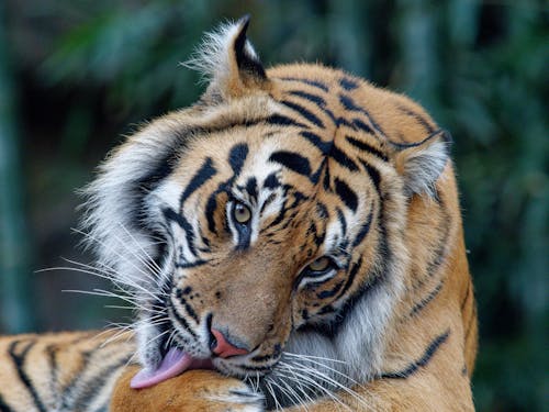 Gratis stockfoto met afrikaanse dieren in het wild, agressieve dispositie, beest