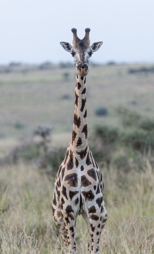 Gratis stockfoto met dierenfotografie, dierlijke nek, gelijk