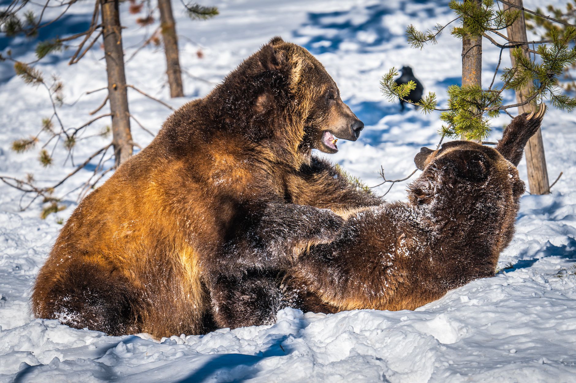 Two grizzly bears playfully wrestling in a snowy forest setting, showcasing wildlife behavior.