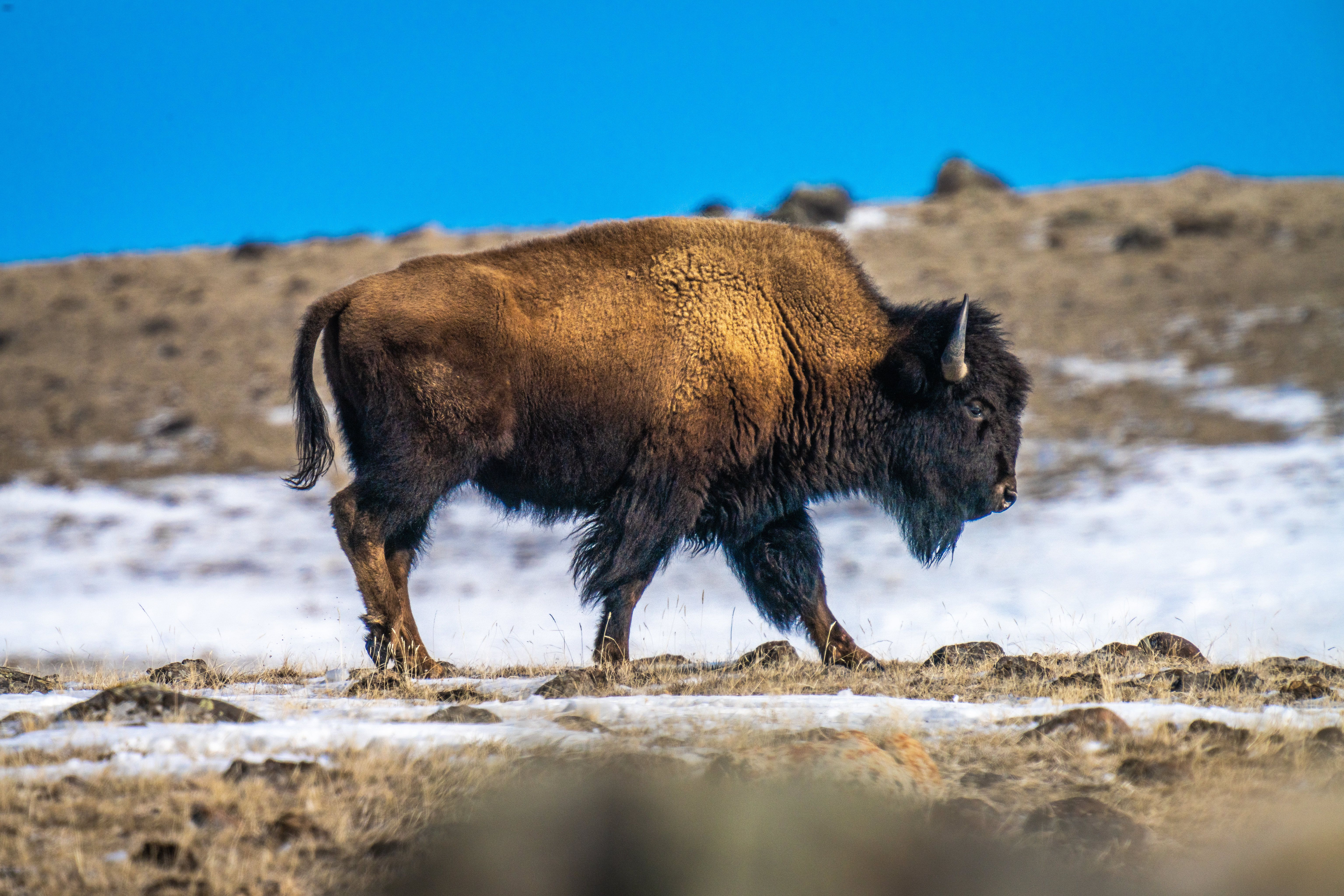 Side View of a Bison Walking on a Field · Free Stock Photo
