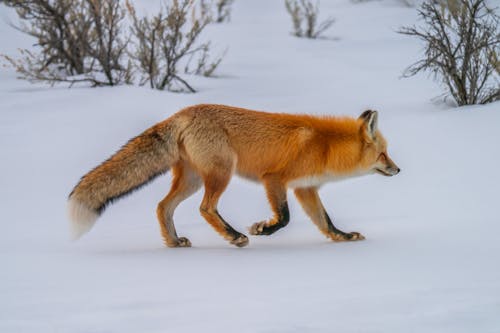 Foto profissional grátis de animais selvagens, animal, ao ar livre