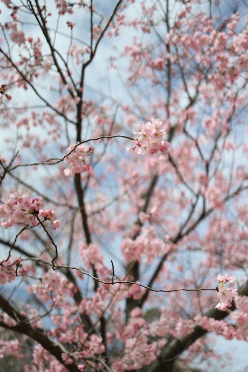 Sakura 