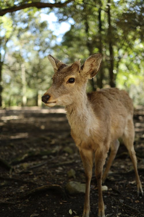 セレクティブフォーカス, バージニア鹿, 動物の写真の無料の写真素材