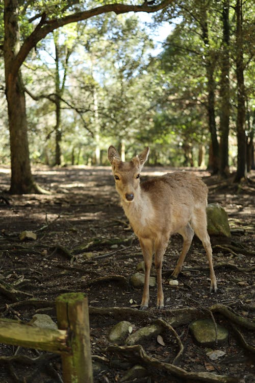 A deer standing in the woods near a fence
