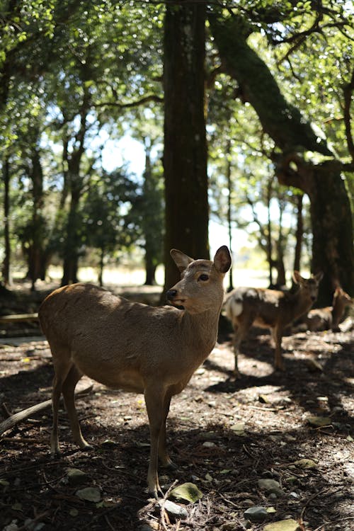 A deer standing in the woods with some trees