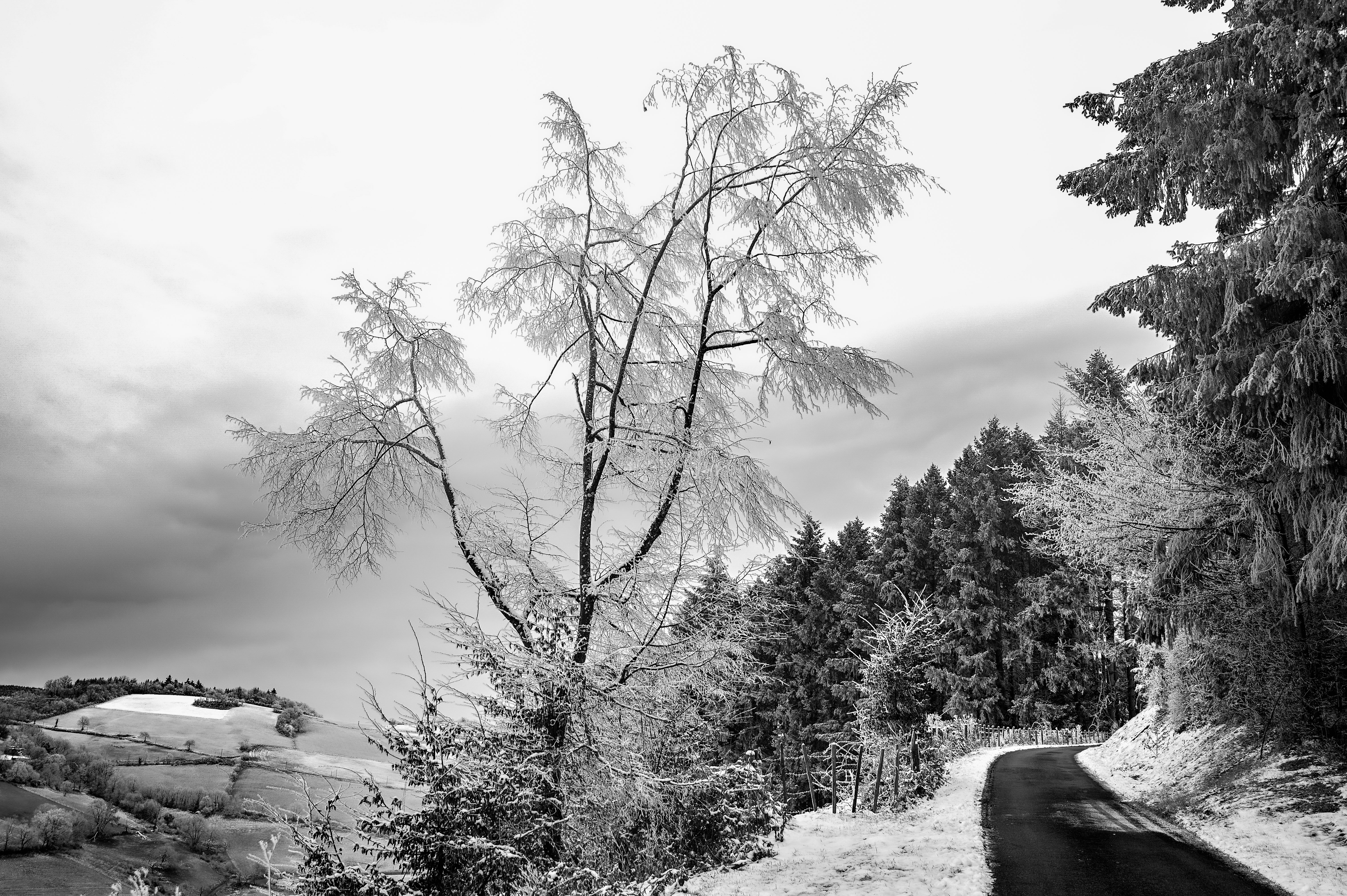 Black and White Winter Landscape with Frost · Free Stock Photo