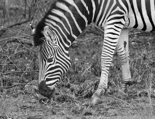 Gratis stockfoto met detailopname, dierenfotografie, gestreept