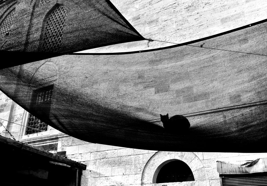 A black cat resting on a suspended canopy in İstanbul's urban setting.