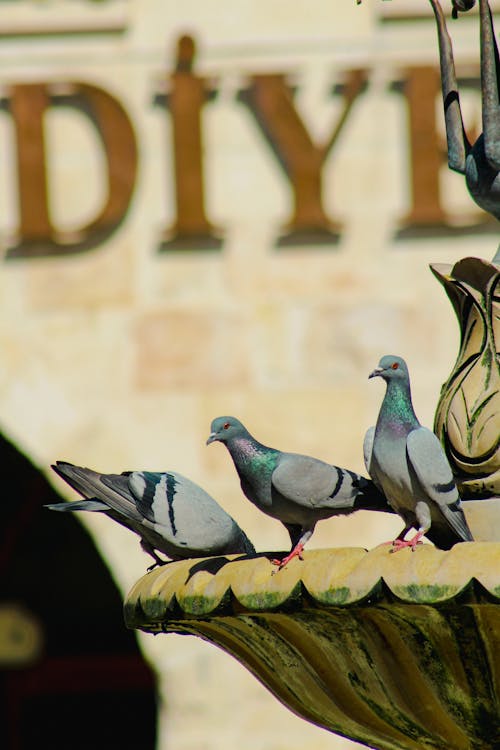 Pigeons on Fountain