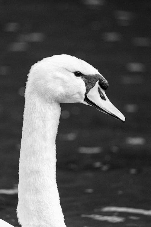 A black and white photo of a swan