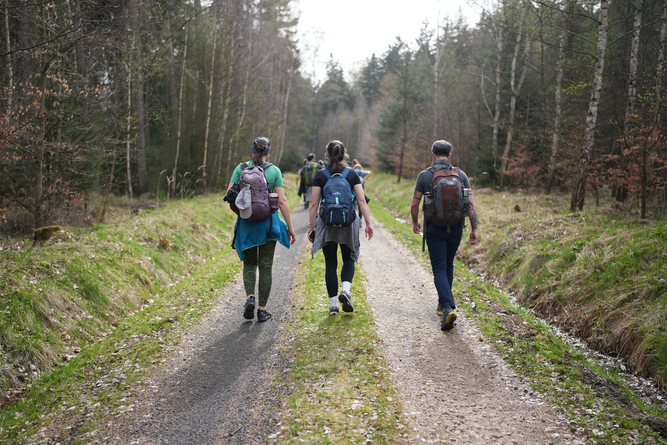 A group of hikers walking on a forest path with backpacks in Zittau, Germany.