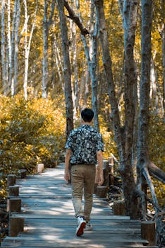 A man walks along a tranquil wooden path in a lush forest setting, surrounded by tall trees.