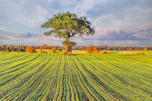 A tree in a field with a green field