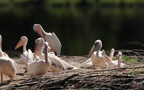 A group of pelicans sitting on a pile of sticks