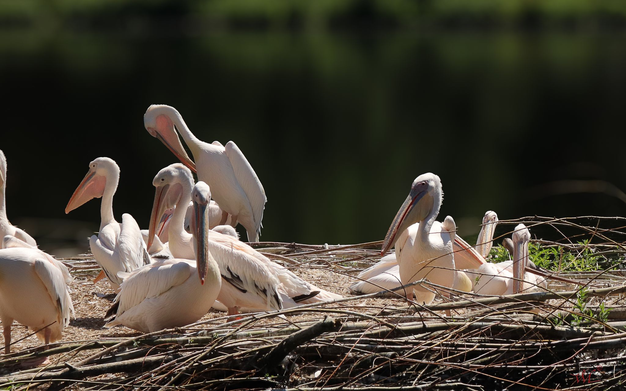 Afrikaanse reuzenvogel weigert van daken woonwijk te komen