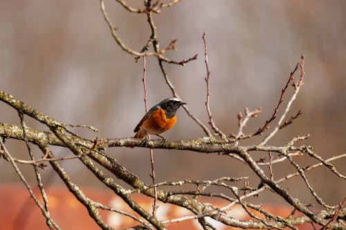 Fotobanka s bezplatnými fotkami na tému fotografie zvierat žijúcich vo voľnej prírode, hřadování, príroda