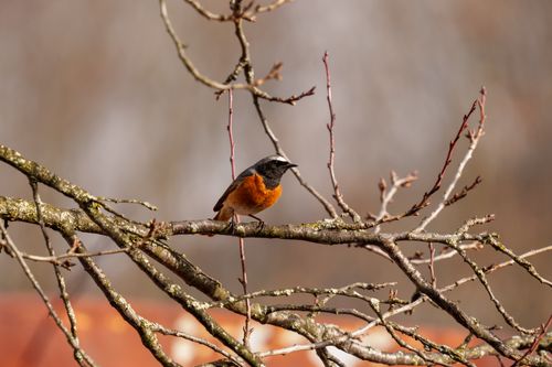 Free A vibrant common redstart bird perching on a leafless branch in spring. Stock Photo