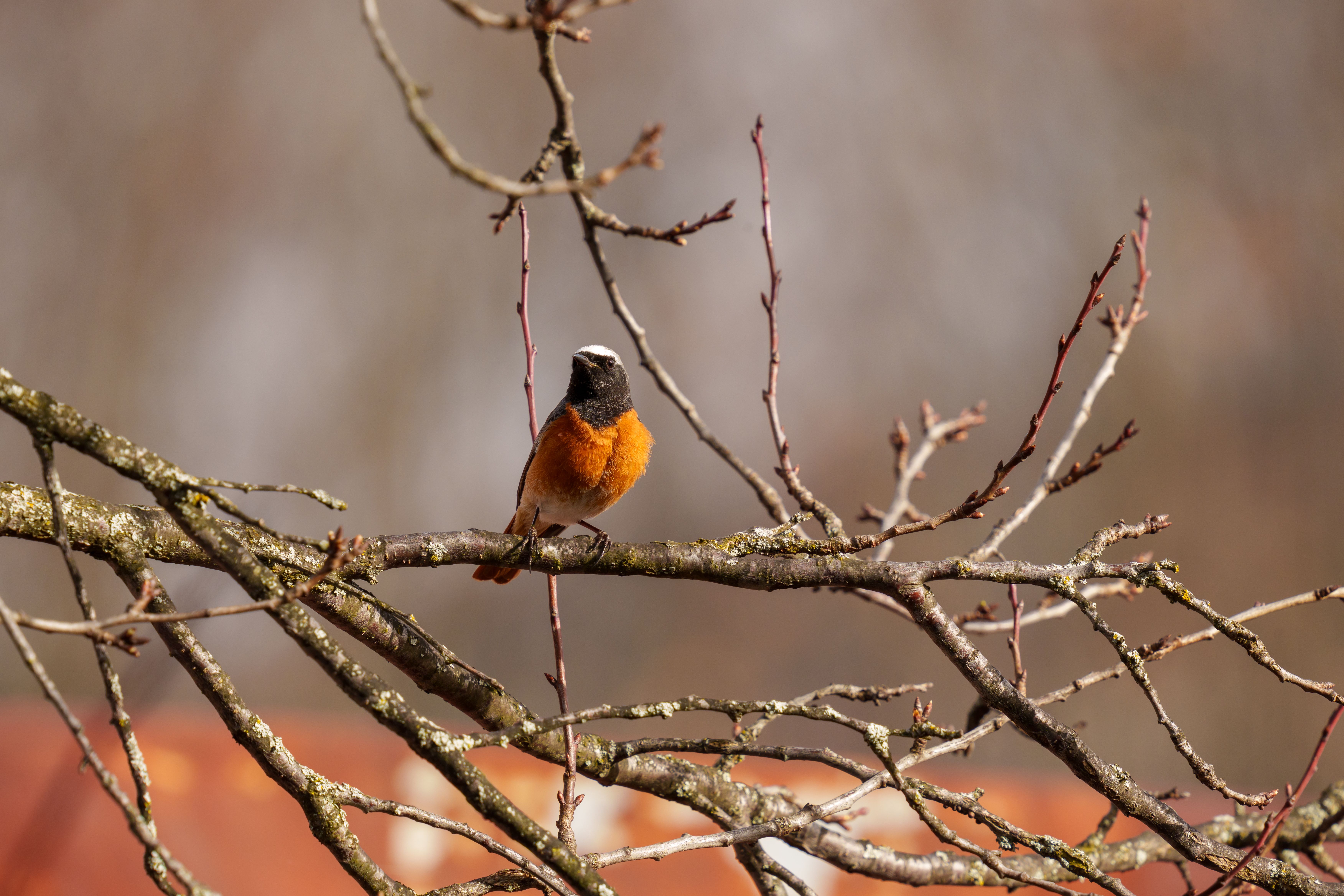 Vogel auf einem Ast