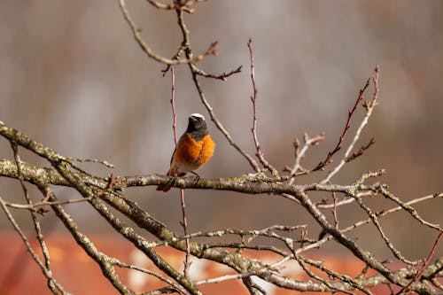 Common Redstart Perching on Branches