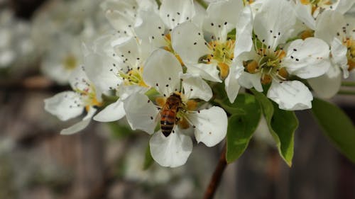 Darmowe zdjęcie z galerii z kwiaty, natura, pszczoła