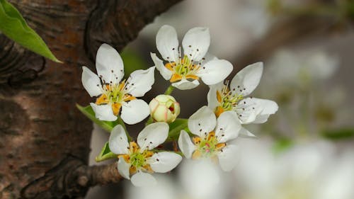 Darmowe zdjęcie z galerii z drzewo, kwiaty, natura