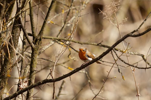 Fotobanka s bezplatnými fotkami na tému fotografie zvierat žijúcich vo voľnej prírode, hřadování, príroda