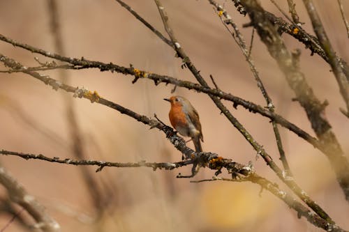 The European robin (Erithacus rubecula), known simply as the robin or robin redbreast in Great Britain and Ireland, is a small insectivorous passerine bird that belongs to the chat subfami...