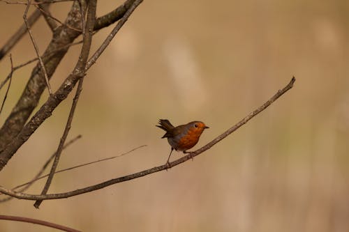 Fotobanka s bezplatnými fotkami na tému európsky robin, fotografie zvierat žijúcich vo voľnej prírode, hřadování