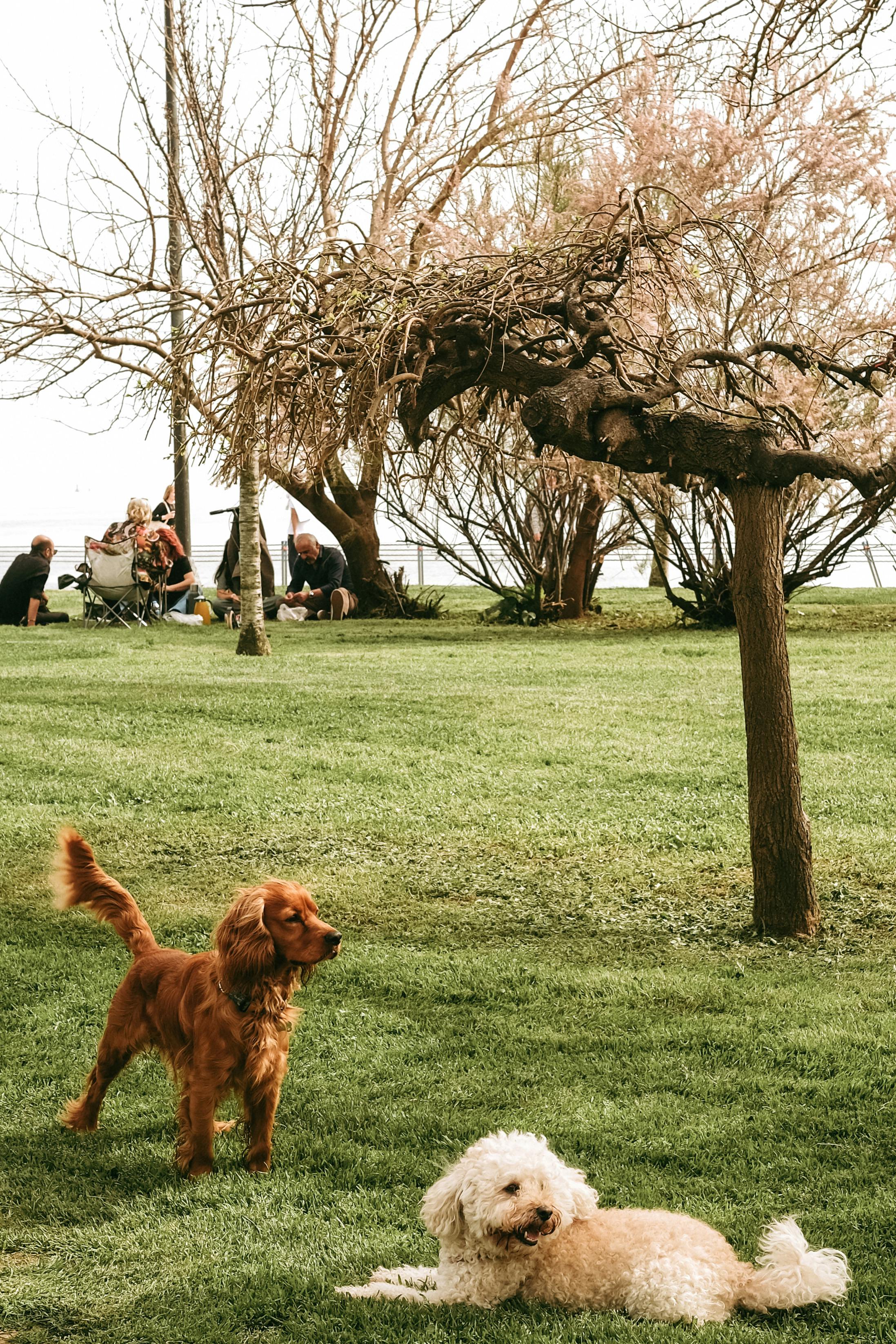 Ethical kennel scene for responsible breeding with attentive dogs and handlers