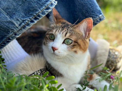 Gratis stockfoto met benen, dierenfotografie, gestreepte kat