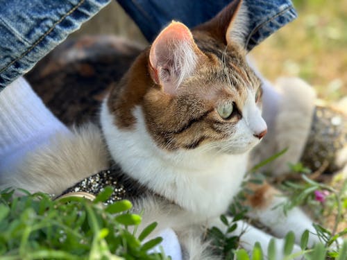 Gratis stockfoto met dierenfotografie, gestreepte kat, gras