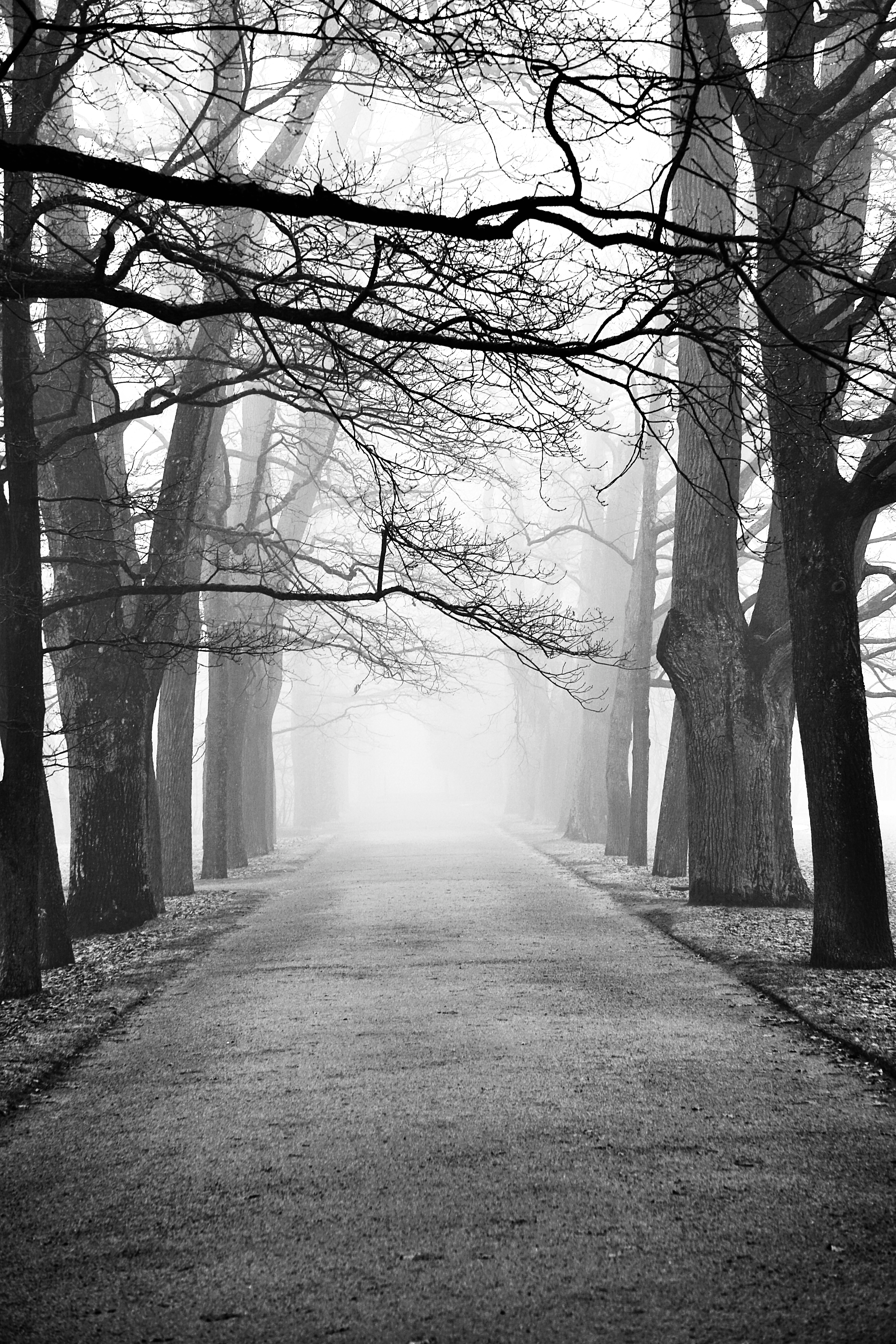 Fog over Alley in Forest with Bare Trees · Free Stock Photo