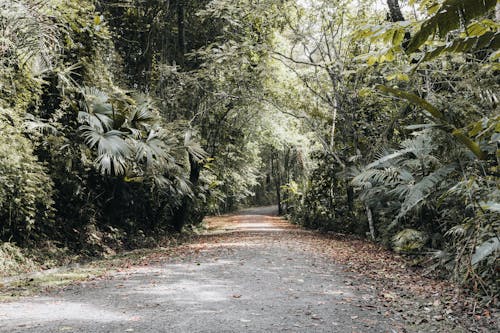 Chemin De Pierre Dans Le Parc Métropolitain Du Panama