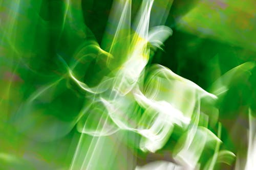 Foto profissional grátis de abstração de folha, abstração orgânica, abstrato verdejante