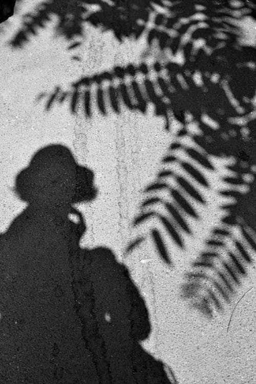 Imagine de stoc gratuită din alb-negru, fotografiere verticală, frunze