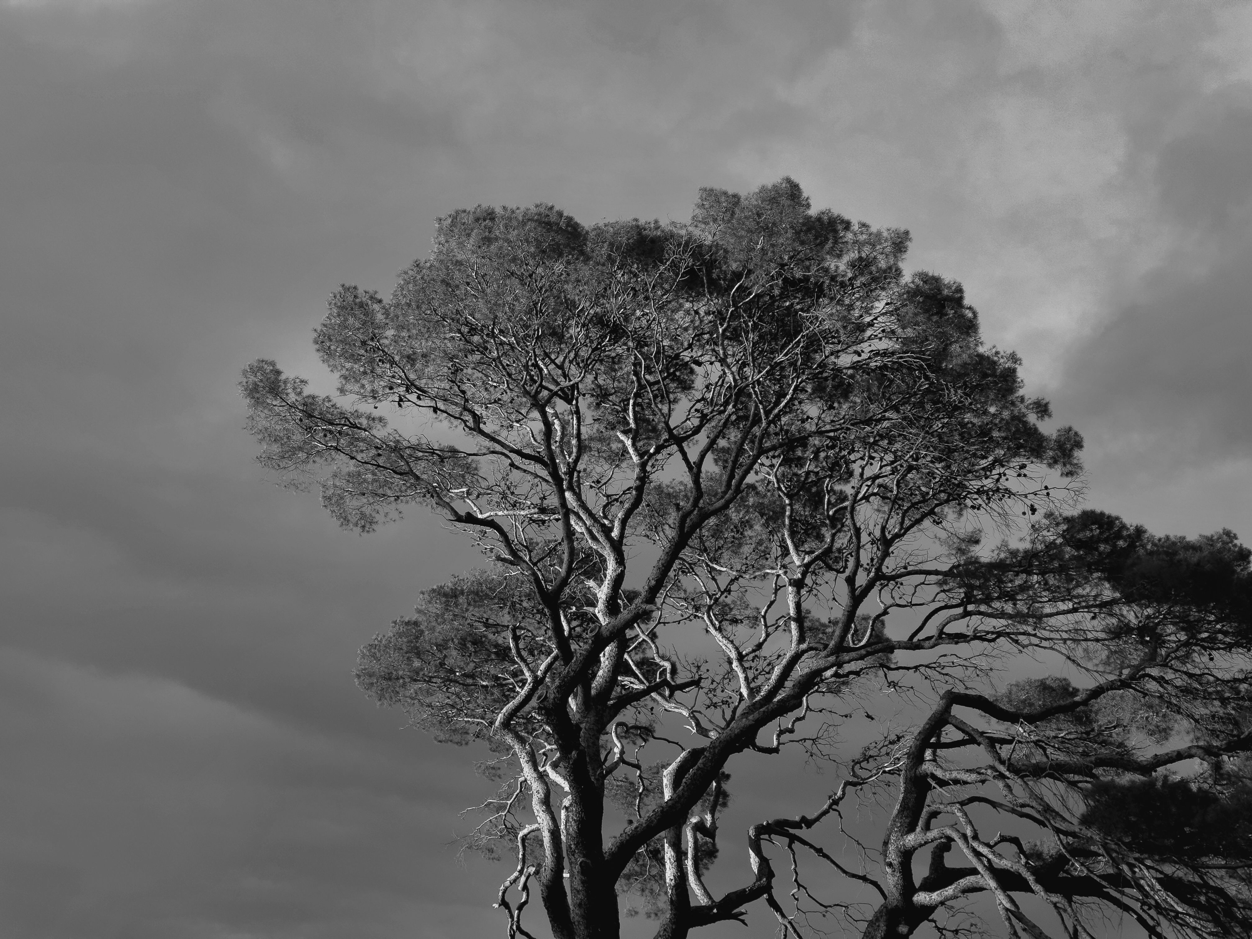 Tall Tree against a Cloudy Sky · Free Stock Photo