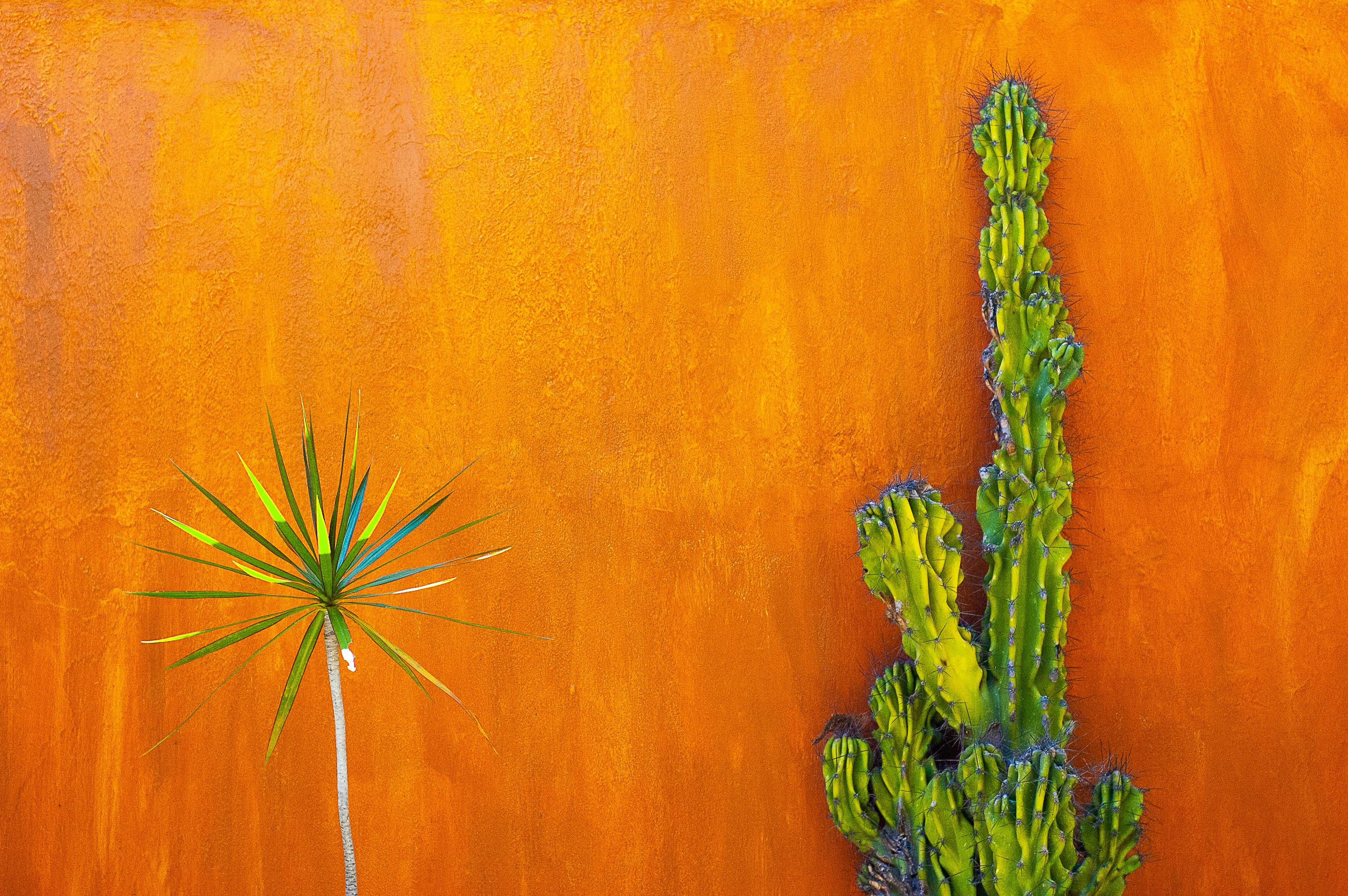 Colorful cactus and yucca plants stand out against a vivid orange wall in Ajijic, Mexico.