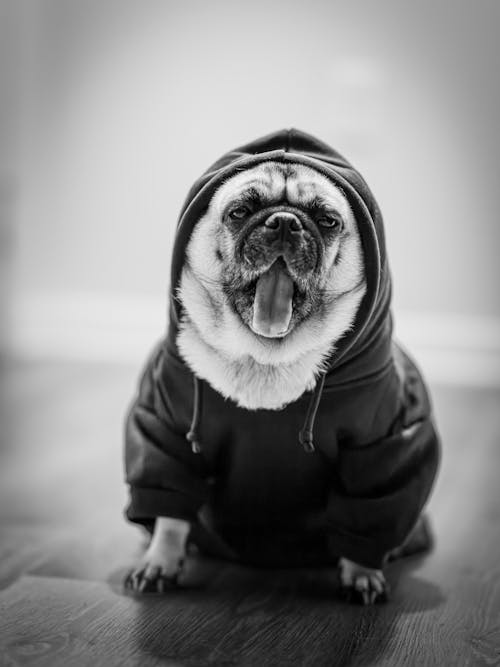Fotos de stock gratuitas de animal, blanco y negro, bulldog