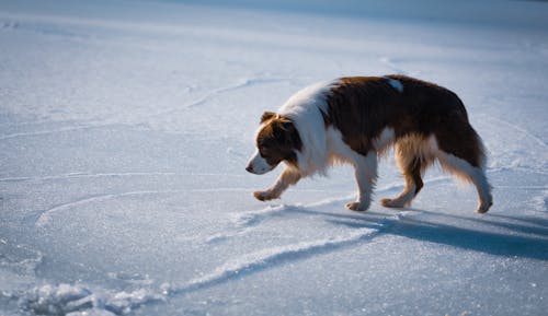 Border Collie, Finnland