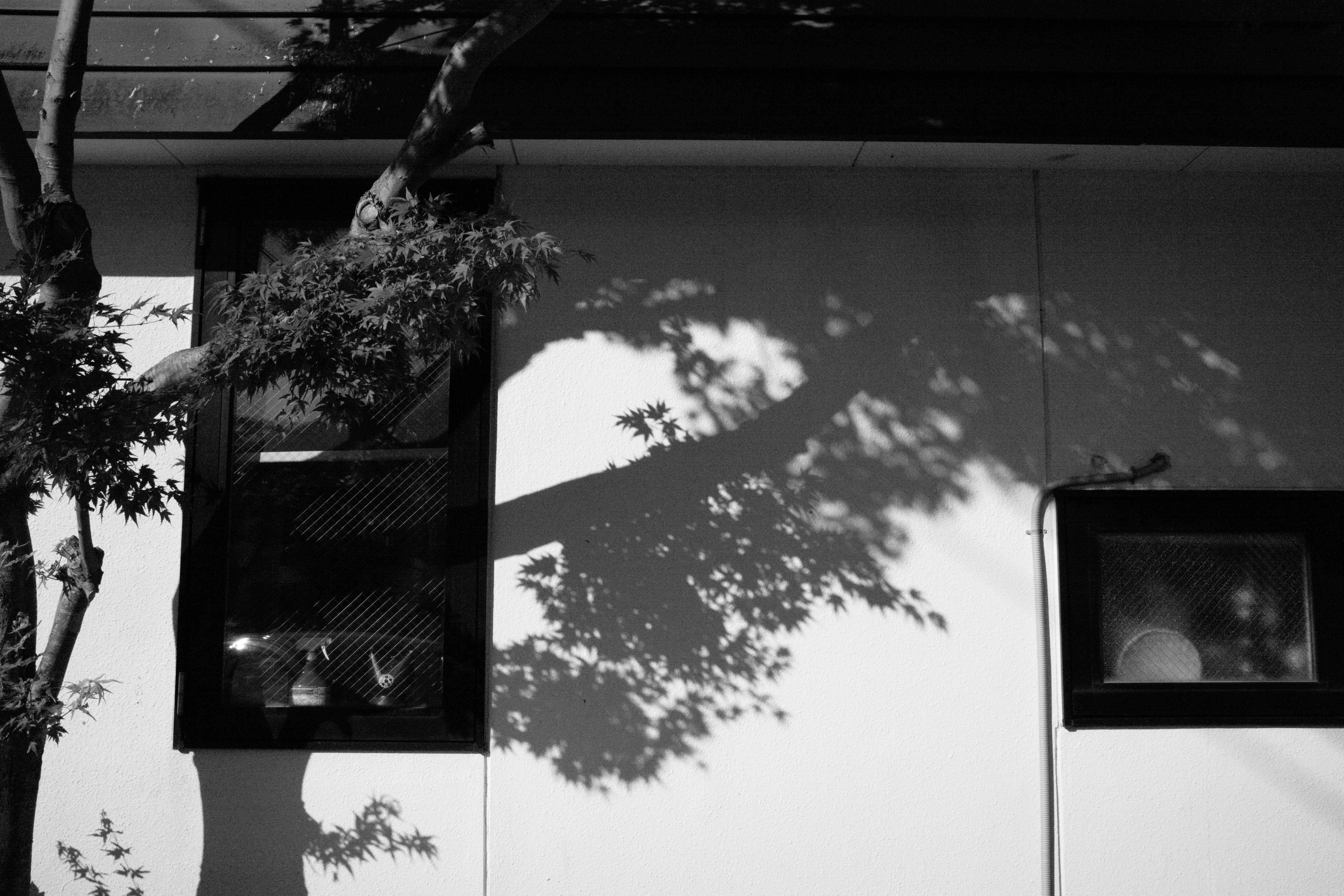 Black and white image of tree shadow on light wall with windows.