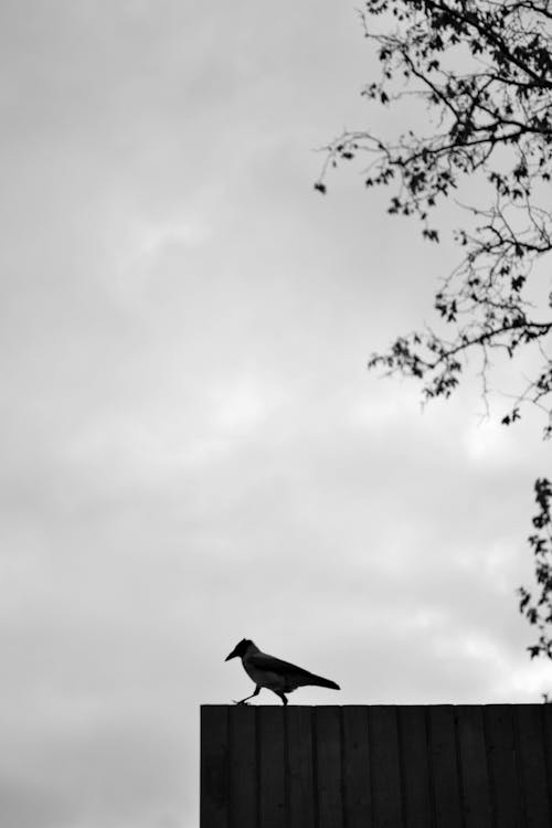 Immagine gratuita di bianco e nero, corvo, fotografia di animali