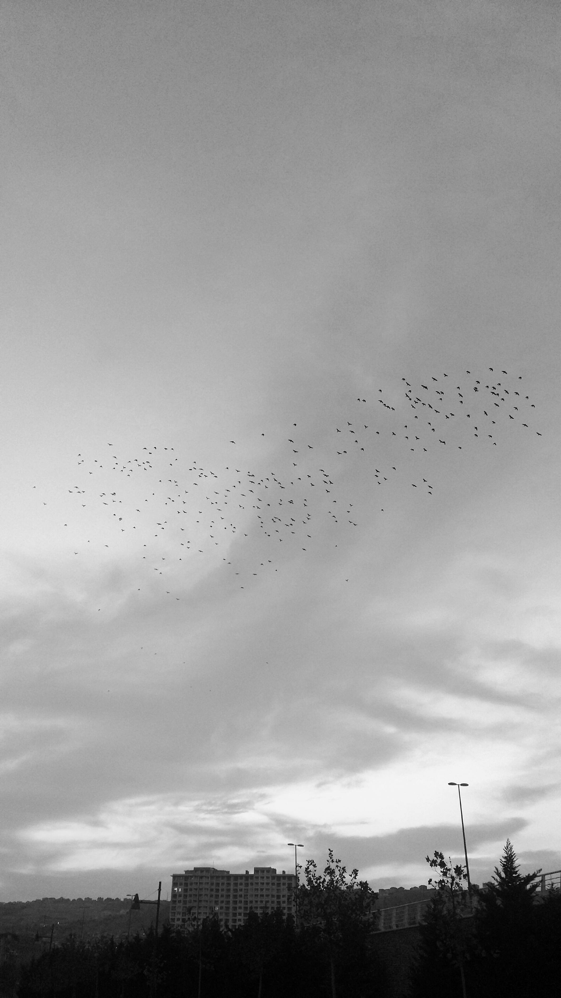Flock of birds flying over city skyline in monochrome sky.