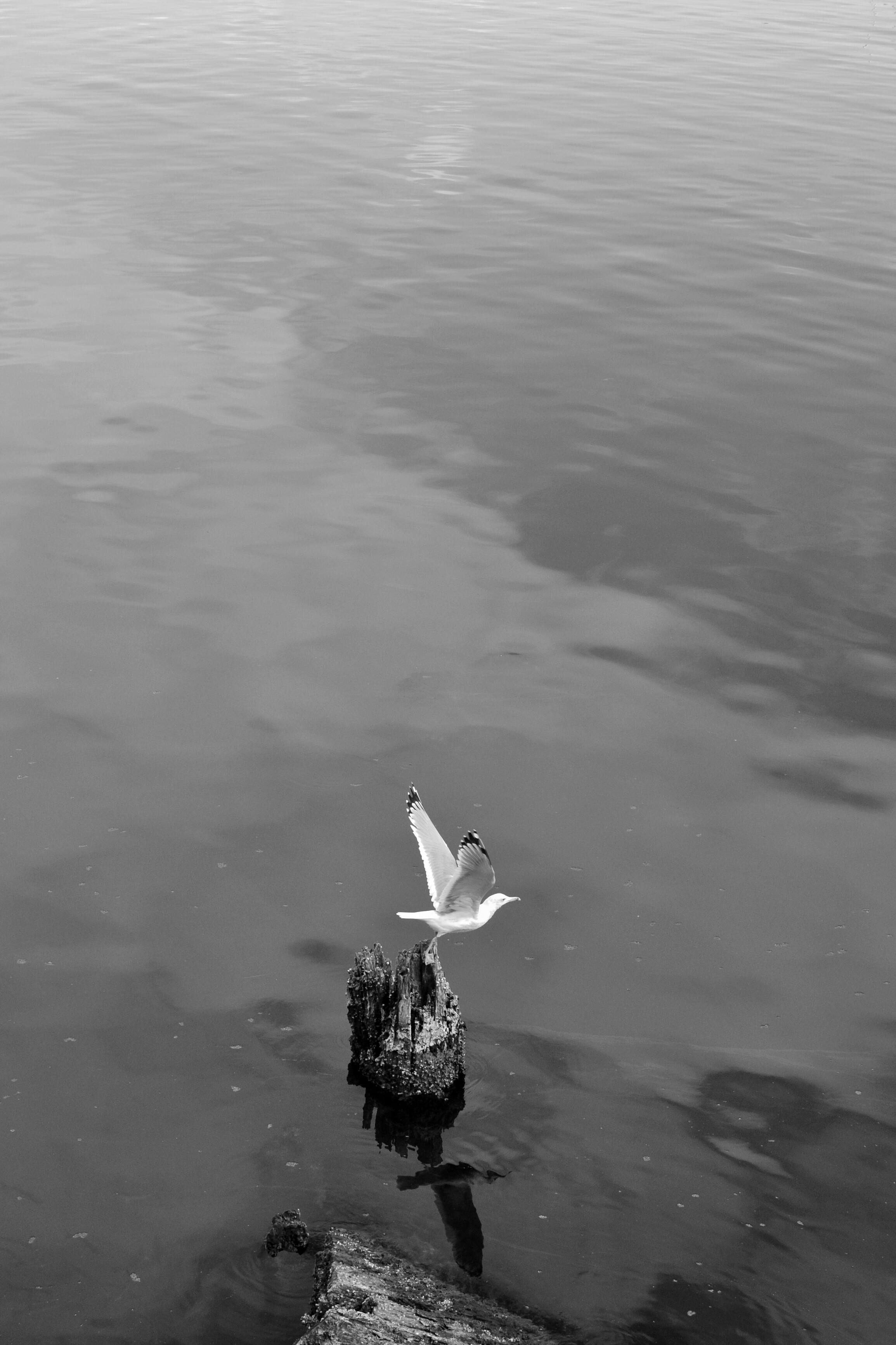Black and white image of a seagull taking off from a wooden trunk in water.