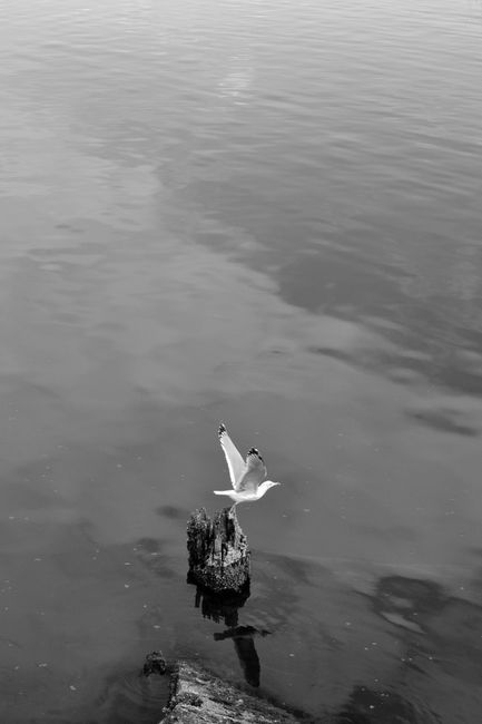 Black and white image of a seagull taking off from a wooden trunk in water.