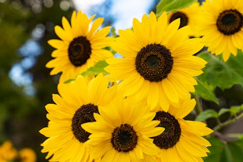 Golden Yellow Sunflowers In Perfect  Bloom