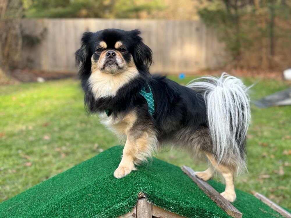 Tibetan Spaniel, photo 2