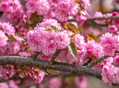 Ilmainen kuvapankkikuva tunnisteilla japanilainen kirsikka, kasvikunta, kasvu
